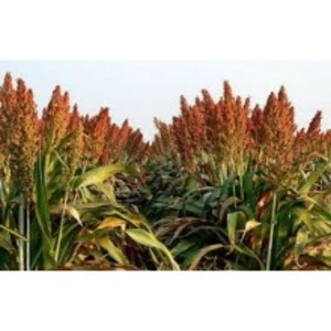 Сорго-суданские гибриды