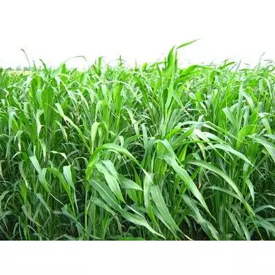 Әдемі қыздардың денесіндегі сұқбаттардың бейне жинағы. Жалаңаш супер жопа